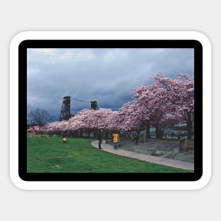 Springtime Cherry Blossoms in Portland Oregon Sticker